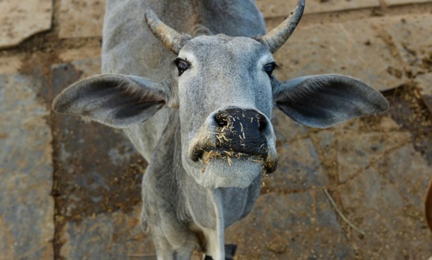 The director said officials asked him to delete the terms "cow" -- an animal considered sacred for Hindus -- "Hindu India" and "Gujarat" – AFP/Chandan Khanna
