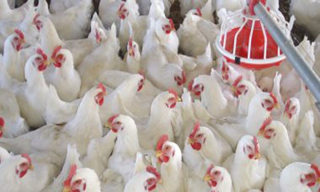 FILE - Poultry industry in Egypt
