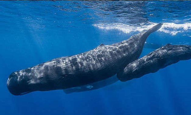 Whales - Wikimedia commons