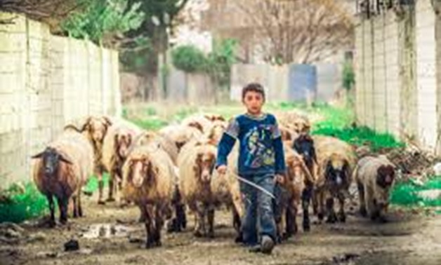 A child keeps sheep in Syria - Wikipedia