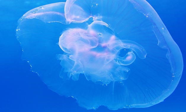 Jelly fish_ Creative Commons via Wikimedia