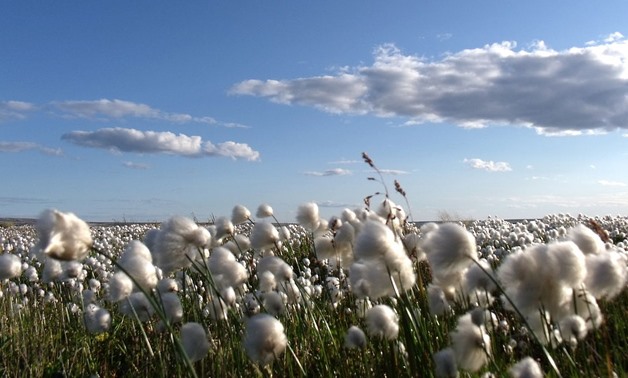 Cotton – Wikimedia Commons