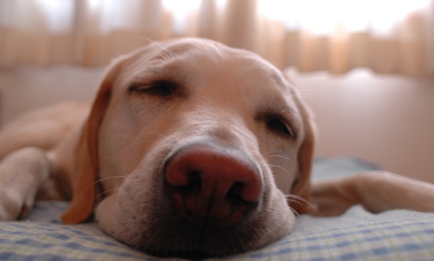 sleeping dog - Eugene0126jp – Wikimedia commons