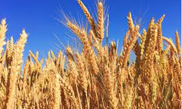 Wheat - Pixabay