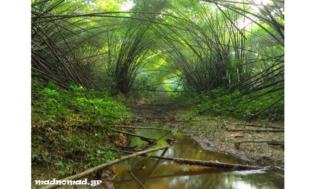 In Ankasa Nature Reserve the bamboos have formed a magical scenery, the so-called Bamboo Cathedral- via Madnomad