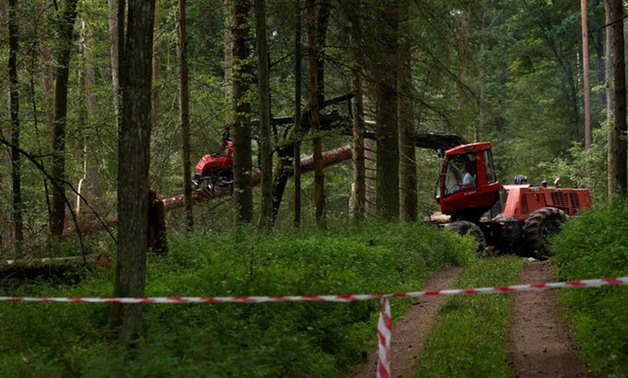 Logging machine is pictured during logging at Bialowieza forest, near Bialowieza village - REUTERS