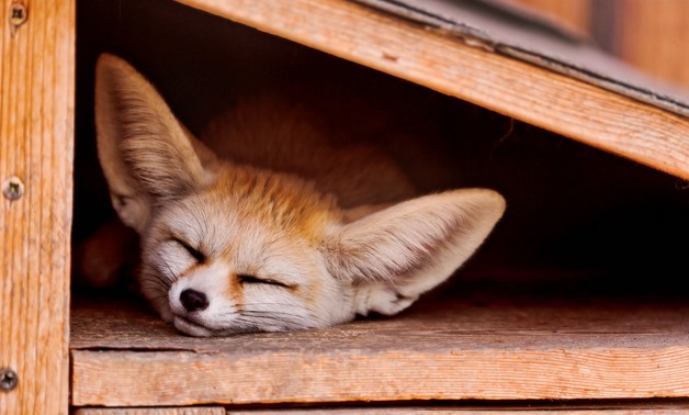 Sleeping fennec fox -Courtesy of Flickr/Tambako the Jaguar