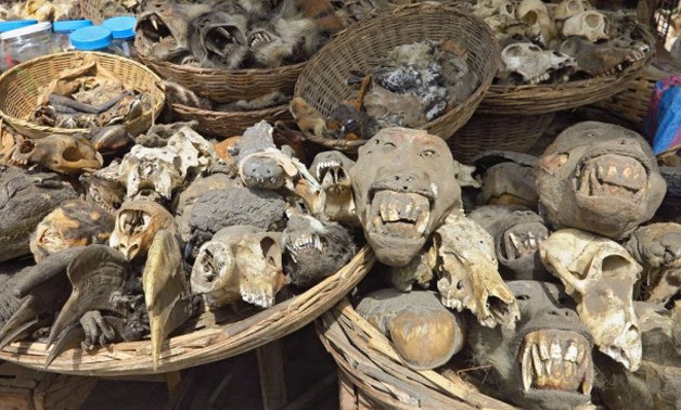 Heads of monkeys and other animals, fowl feathers, skins and furs, dried lizards and more are being sold as ingredients for the voodoo ceremonies! - by Madnomad
