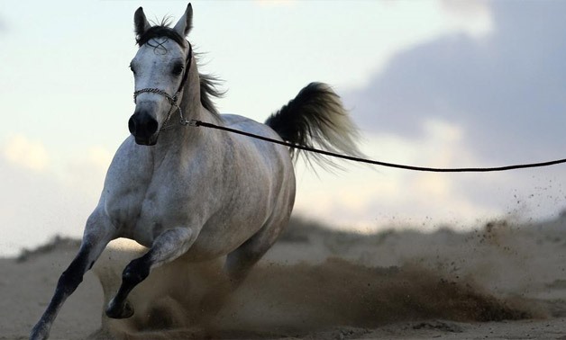 Arabian horse - Reuters