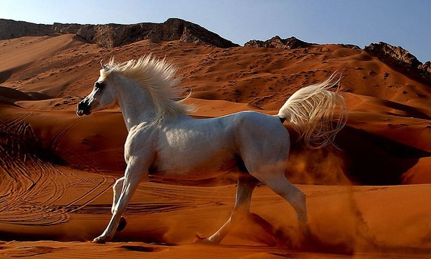 Arabian horse in the desert – Animalia Life