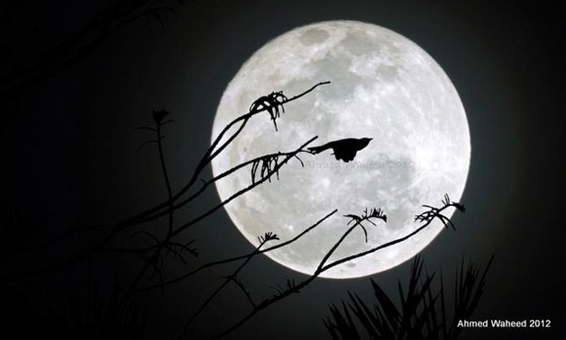 Moon – Ahmed Waheed