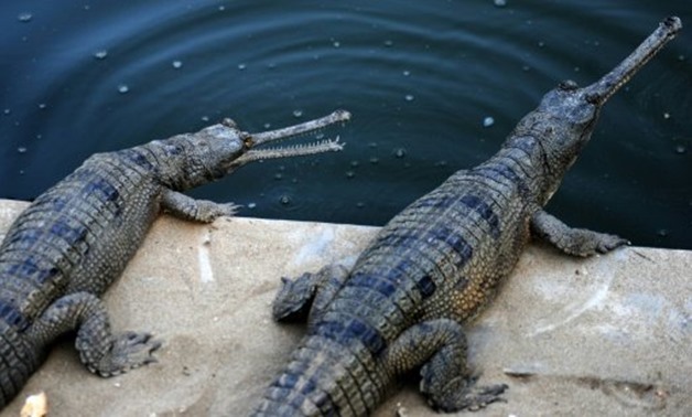 © AFP/File | Gharials are close to extinction
