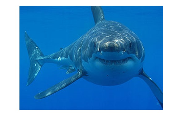 Great White Shark – CC via Wikimedia Commons/Hermanus Backpackers 