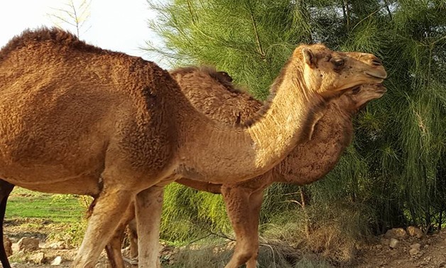 Camels – Nancy Ragab