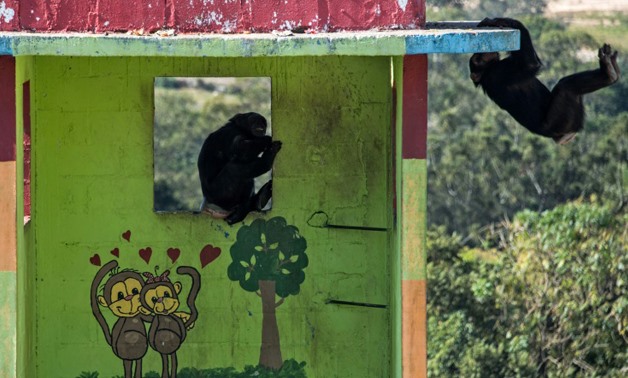 Chimpanzees play at the Great Apes Project (GAP), a sanctuary for apes in Sorocaba, some 100km west of Sao Paulo, Brazil