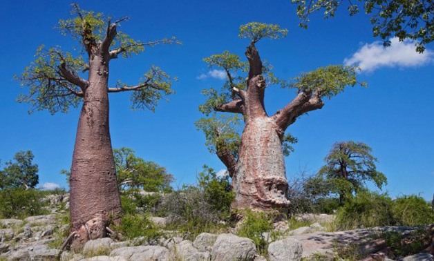 Kubu Island is a rocky island full of baobabs in the middle of the salt pans!-Madnomad blog