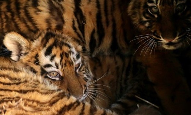 Tigers - AFP