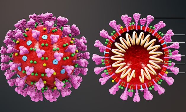 3D medical animation still shot showing the structure of a coronavirus -  CC via scientific animations