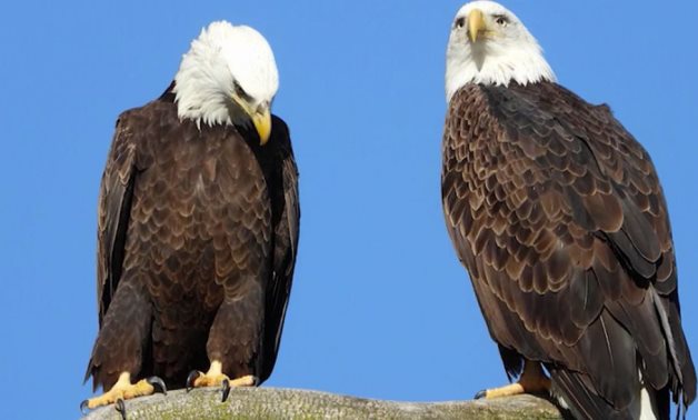Two bald eagles - photo via spectrum
