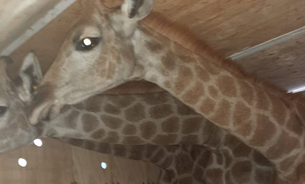New giraffes imported from South Africa to Giza Zoo - Egypt Today 