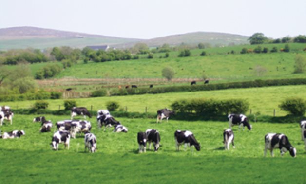 Dairy cowfield – Wikimedia Commons 