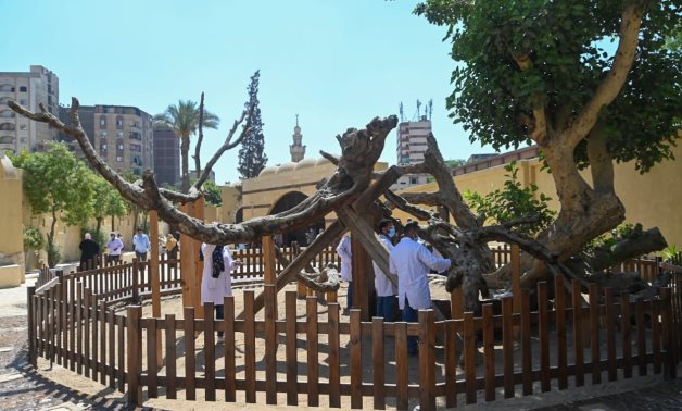 FILE - Virgin Mary Tree in Al-Matariya, Cairo