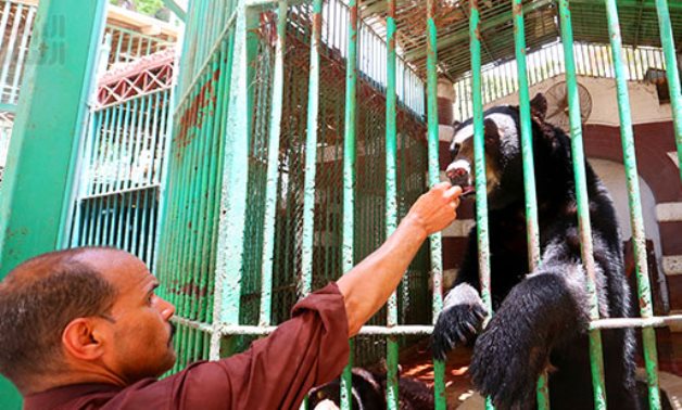 File- Hani, the bear, dies suddenly in Giza Zoo in Egypt