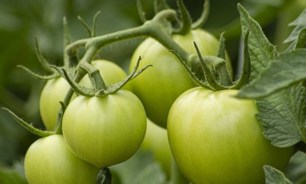 Tomato Vegetable/ Organic Farming- CC via Maxpixel/ Canon EOS 7d