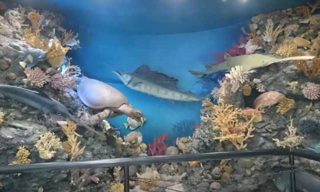 Hurghada Marine Museum & Aquarium - Maryam Mashaly