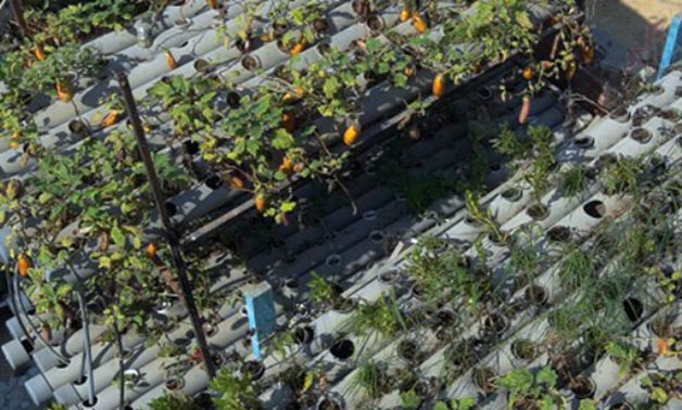 Egypt’s ‘Sheikh Oun’ turns from poor village to sustainable model  thanks to rooftop farming