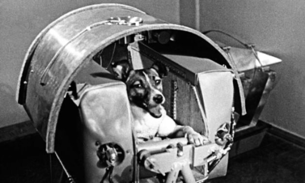 Laika in a training capsule before her mission to space. After the flight, Laika was seen as a hero, but there was a dark lie at the core of her story. Photograph by Sputnik/Alamy