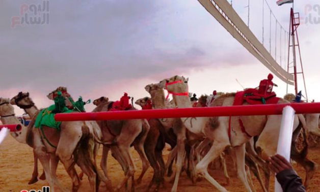 800 camels perform in 3rd race activities in Egypt's El Alamein