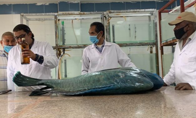 In pics: How huge fish are mummified at marine museums in Egypt