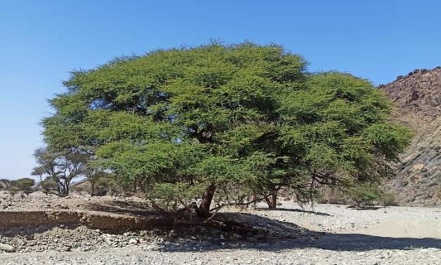 The Racosperma trees grow in the deserts of Halayeb, Shalateen and Marsa Alam, south of the Red Sea.
