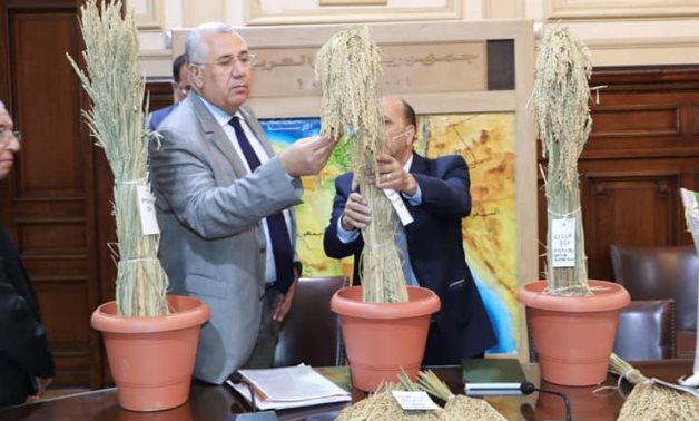 Egyptian Minister of Agriculture checks the quality of the new strain of giant Sakha rice (Super 300)- press photo
