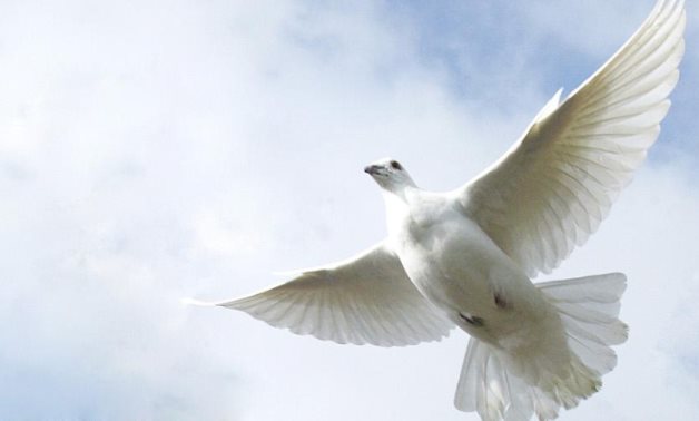 Dove released as part of the ceremony in observance of International Day of Peace. PHOTO:UN Photo/Mark Garten