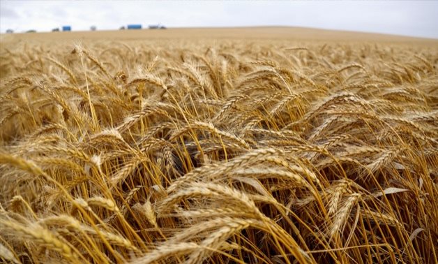 FILE - Wheat field