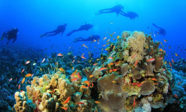 Egypt's coral reef is like no other! - Min. of Tourism & Antiquities