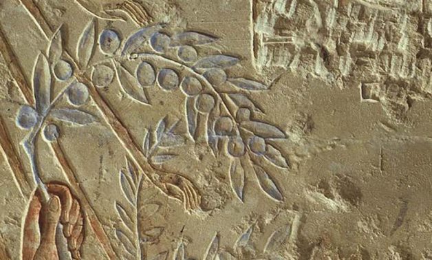 Ancient Egyptian inscription of an olive tree - social media
