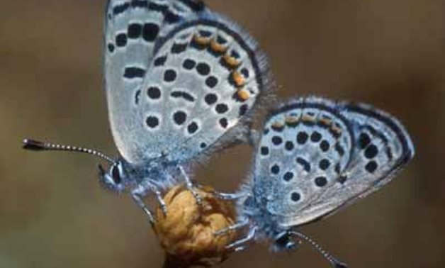 Sinai Baton Blue Butterfly - Twitter