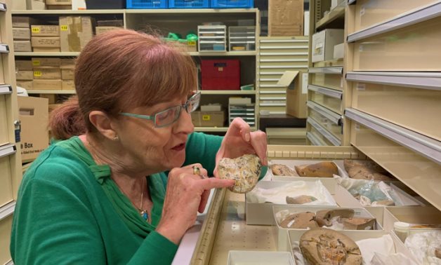 Professor Kate Trinajstic inspects a fossil of an ancient fish at the Western Australian Museum. – Curtin University.
