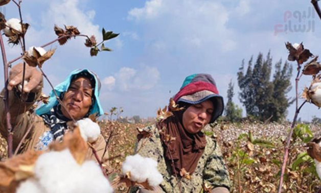 Rural women during cotton harvest season 