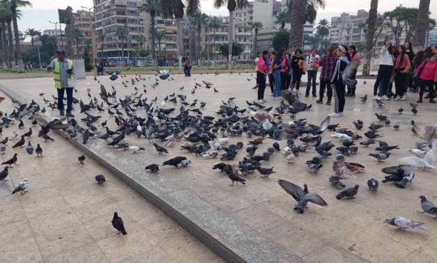 Pigeons flying over Port Said's Matryr Square 