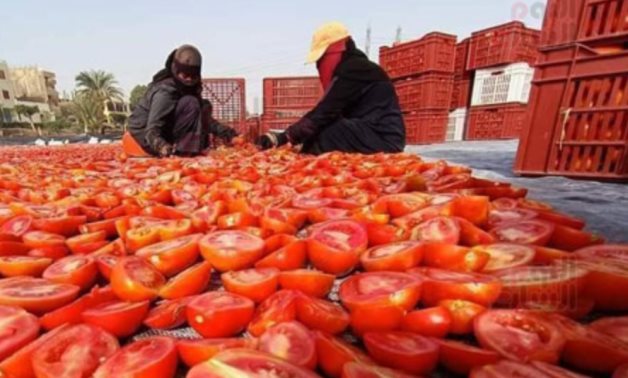 Tomatoe sorting in Luxor - Egypt Today