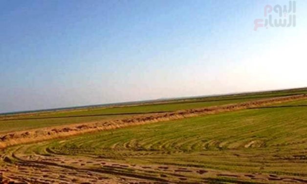 Agricultural lands irrigated by water of Lake Toshki-Paris in New Valley governorate. Press Photo