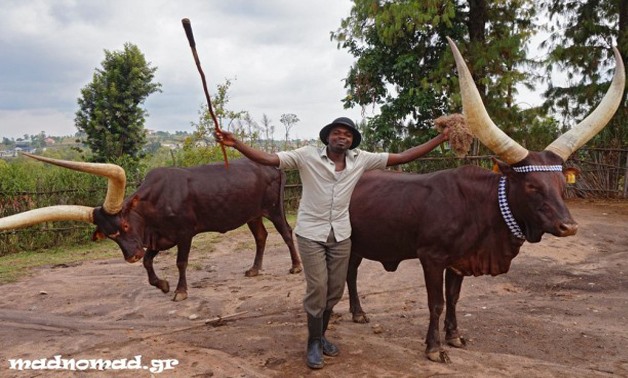The sacred cows in the former royal compound of Nyanza were used in ceremonies with music and dancing. - Madnomad Blog