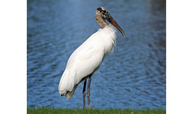 White Stork-Wikipedia 