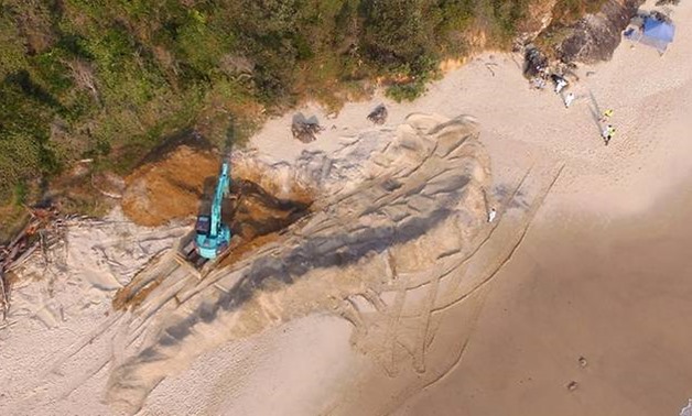 A handout photo taken and received from the Port Macquarie-Hastings Council on Sep 25, 2017, shows a digger being used in the removal of a massive humpback whale buried on Nobbys Beach. (Photo: AFP)