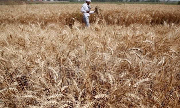 A farmer harvests wheat on Qalyub farm in the El-Kalubia governorate, northeast of Cairo, Egypt. REUTERS-Amr Abdallah Dalsh