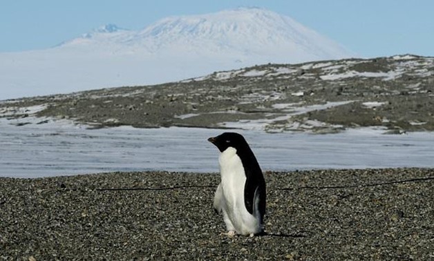Mass starvation has wiped out thousands of Adelie penguin chicks in Antarctica, as unusually thick sea ice forced their parents to forage further for food - AFP